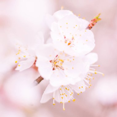 Bulanık çiçek arkaplanı. Dolu çiçekler ve orman ağacının ilk yaprakları. Bahar, ziyafet, kutlama ve güzel çiçek dekorasyonu konsepti. Yumuşak seçici odaklı yakın plan