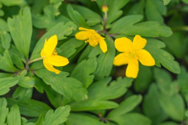 Bulanık çiçek arkaplanı. Dolu çiçekler ve orman ağacının ilk yaprakları. Bahar, ziyafet, kutlama ve güzel çiçek dekorasyonu konsepti. Yumuşak seçici bir odak ile yakın çekim. Ayarlanmış