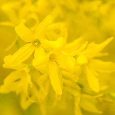 Bulanık çiçek arkaplanı. Dolu çiçekler ve orman ağacının ilk yaprakları. Bahar, ziyafet, kutlama ve güzel çiçek dekorasyonu konsepti. Yumuşak seçici odaklı yakın plan