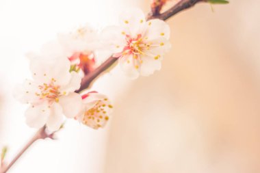 Bulanık çiçek arkaplanı. Dolu çiçekler ve orman ağacının ilk yaprakları. Bahar, ziyafet, kutlama ve güzel çiçek dekorasyonu konsepti. Yumuşak seçici bir odak ile yakın çekim. Ayarlanmış