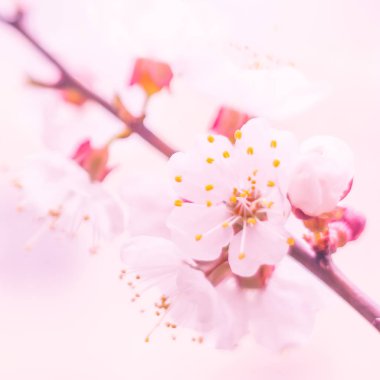 Bulanık çiçek arkaplanı. Dolu çiçekler ve orman ağacının ilk yaprakları. Bahar, ziyafet, kutlama ve güzel çiçek dekorasyonu konsepti. Yumuşak seçici bir odak ile yakın çekim. Ayarlanmış