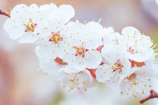 抽象的なぼやけた花の背景 満開と森の木の最初の葉 ごちそう お祝いや美しい花の装飾の概念 ソフト選択フォーカスで終了します トーン — ストック写真