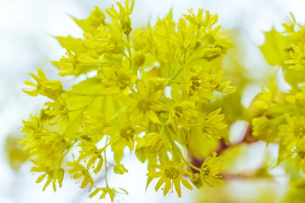 Абстрактный Размытый Цветочный Фон Цветущие Первые Листья Лесного Дерева Весна — стоковое фото