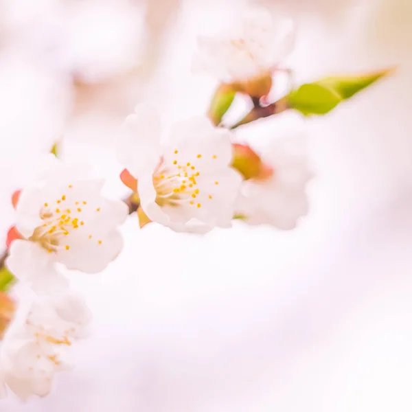 Abstract Blurred Floral Background Full Blooming First Leafs Forest Tree — Stock Photo, Image