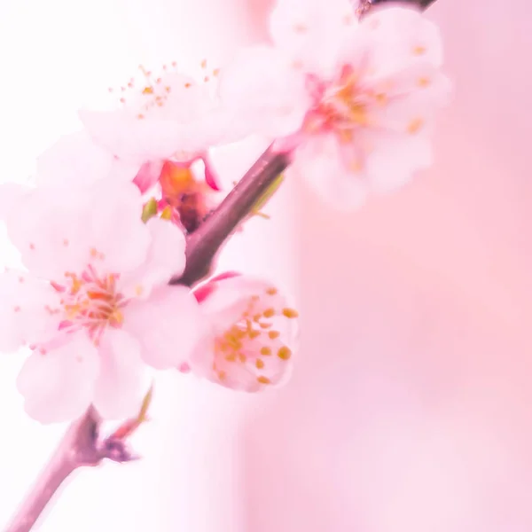 抽象的なぼやけた花の背景 満開と森の木の最初の葉 ごちそう お祝いや美しい花の装飾の概念 ソフト選択フォーカスで終了します トーン — ストック写真