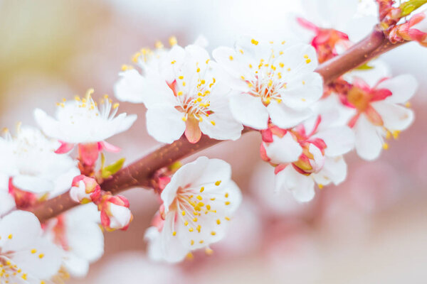 Abstract blurred floral background. Full blooming and first leafs of forest tree. Spring, feast, celebration and beautiful flower decoration concept. Closeup with soft selective focus. Toned