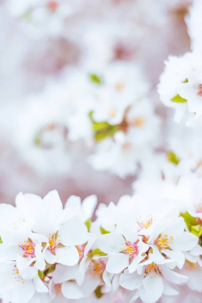 Astratto Sfondo Floreale Sfocato Piena Fioritura Prime Foglie Albero Forestale — Foto Stock