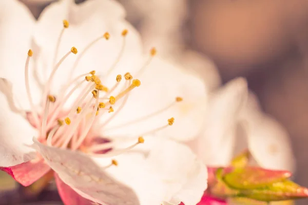 抽象的なぼやけた花の背景 満開と森の木の最初の葉 ごちそう お祝いや美しい花の装飾の概念 ソフト選択フォーカスで終了します トーン — ストック写真