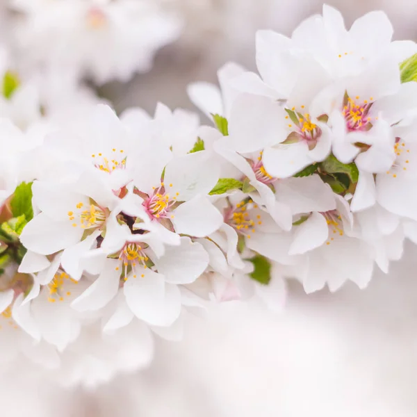 春の花のコンセプト ナンキング桜の満開 抽象的な背景に美しい花を咲かせます 軟らかい選択的フォーカスを持つ閉鎖 — ストック写真