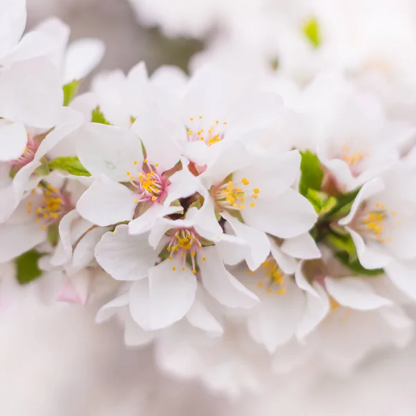 春の花のコンセプト ナンキング桜の満開 抽象的な背景に美しい花を咲かせます 軟らかい選択的フォーカスを持つ閉鎖 — ストック写真