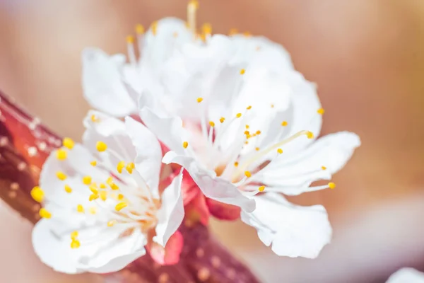 抽象的なぼやけた花の背景 満開と森の木の最初の葉 ごちそう お祝いや美しい花の装飾の概念 ソフト選択フォーカスで終了します トーン — ストック写真