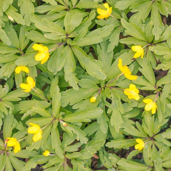 Abstrakte Verschwommene Florale Hintergrund Volle Blüte Und Erste Blätter Des — Stockfoto