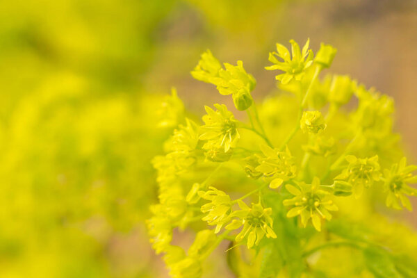 Abstract blurred floral background. Full blooming and first leafs of forest tree. Spring, feast, celebration and beautiful flower decoration concept. Closeup with soft selective focus. Toned