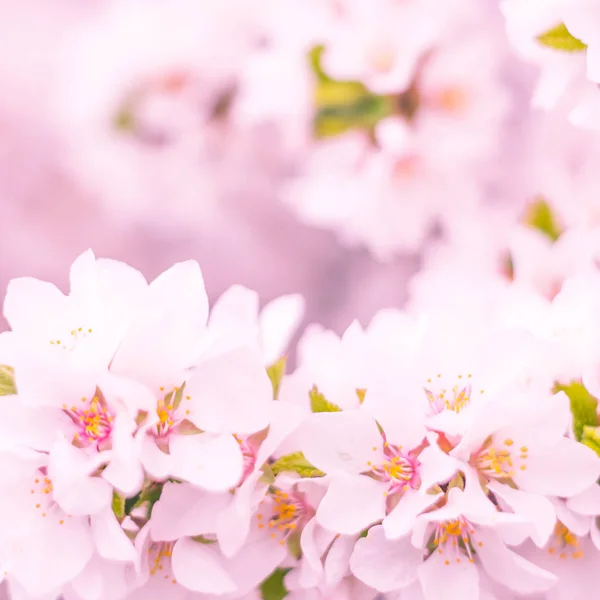 抽象的なぼやけた花の背景 満開と森の木の最初の葉 ごちそう お祝いや美しい花の装飾の概念 ソフト選択フォーカスで終了します トーン — ストック写真