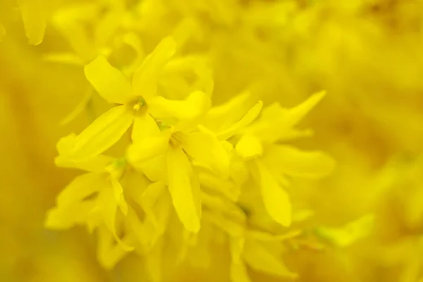 抽象的なぼやけた花の背景 満開と森の木の最初の葉 ごちそう お祝いや美しい花の装飾の概念 ソフト選択フォーカスで終了します トーン — ストック写真