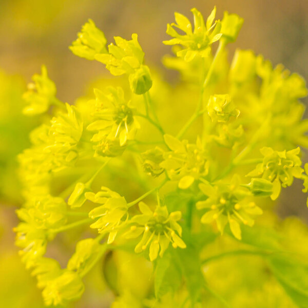 Abstract blurred floral background. Full blooming and first leafs of forest tree. Spring, feast, celebration and beautiful flower decoration concept. Closeup with soft selective focus