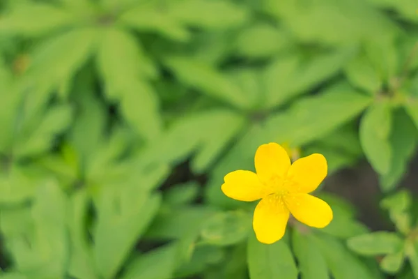 Abstrakte Verschwommene Florale Hintergrund Volle Blüte Und Erste Blätter Des — Stockfoto