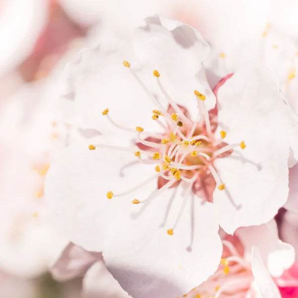 春の花のコンセプト アプリコットの木の完全な開花 抽象的なぼやけた背景に美しい花 ソフト選択フォーカスを持つ詳細なクローズアップ — ストック写真