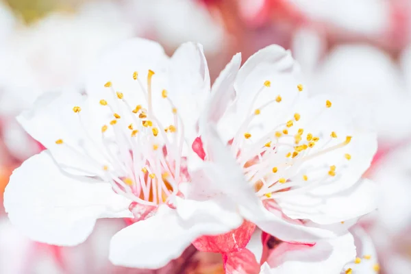 抽象的なぼやけた花の背景 満開と森の木の最初の葉 ごちそう お祝いや美しい花の装飾の概念 ソフト選択フォーカスで終了します トーン — ストック写真