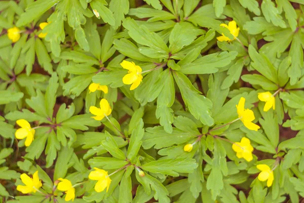 Bulanık çiçek arkaplanı. Dolu çiçekler ve orman ağacının ilk yaprakları. Bahar, ziyafet, kutlama ve güzel çiçek dekorasyonu konsepti. Yumuşak seçici bir odak ile yakın çekim. Ayarlanmış