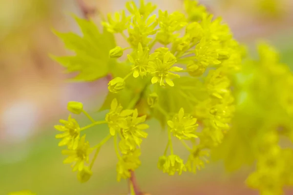 Abstraktní Rozmazané Květinové Pozadí Plně Kvetoucí První Listy Lesních Stromů — Stock fotografie
