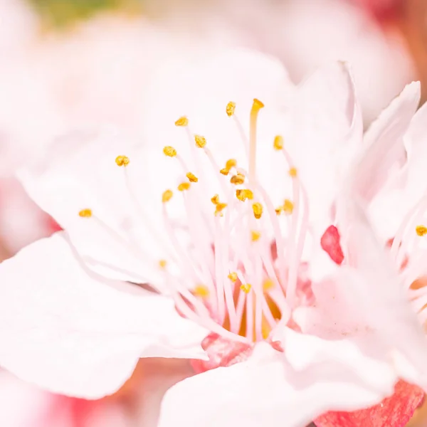 抽象的なぼやけた花の背景 満開と森の木の最初の葉 ごちそう お祝いや美しい花の装飾の概念 軟らかい選択的フォーカスを持つ閉鎖 — ストック写真