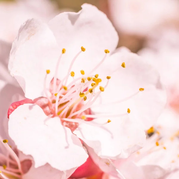 抽象的なぼやけた花の背景 満開と森の木の最初の葉 ごちそう お祝いや美しい花の装飾の概念 軟らかい選択的フォーカスを持つ閉鎖 — ストック写真