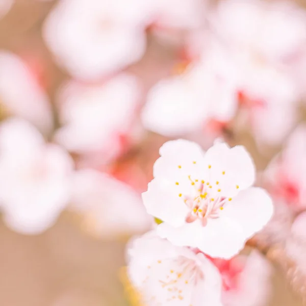 抽象的なぼやけた花の背景 満開と森の木の最初の葉 ごちそう お祝いや美しい花の装飾の概念 軟らかい選択的フォーカスを持つ閉鎖 — ストック写真