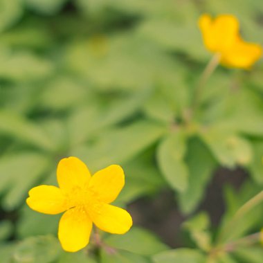 Bulanık çiçek arkaplanı. Dolu çiçekler ve orman ağacının ilk yaprakları. Bahar, ziyafet, kutlama ve güzel çiçek dekorasyonu konsepti. Yumuşak seçici bir odak ile yakın çekim. Ayarlanmış