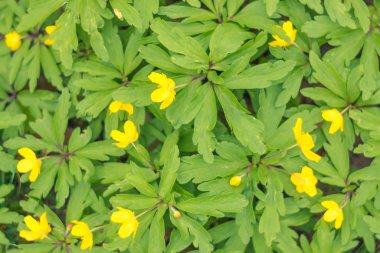 Bulanık çiçek arkaplanı. Dolu çiçekler ve orman ağacının ilk yaprakları. Bahar, ziyafet, kutlama ve güzel çiçek dekorasyonu konsepti. Yumuşak seçici bir odak ile yakın çekim. Ayarlanmış