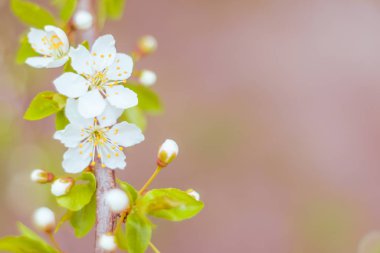 Bulanık çiçek arkaplanı. Dolu çiçekler ve orman ağacının ilk yaprakları. Bahar, ziyafet, kutlama ve güzel çiçek dekorasyonu konsepti. Yumuşak seçici bir odak ile yakın çekim. Ayarlanmış