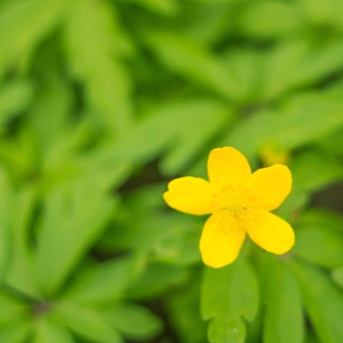 Bulanık çiçek arkaplanı. Dolu çiçekler ve orman ağacının ilk yaprakları. Bahar, ziyafet, kutlama ve güzel çiçek dekorasyonu konsepti. Yumuşak seçici odaklı yakın plan