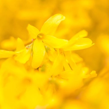 Bulanık çiçek arkaplanı. Dolu çiçekler ve orman ağacının ilk yaprakları. Bahar, ziyafet, kutlama ve güzel çiçek dekorasyonu konsepti. Yumuşak seçici bir odak ile yakın çekim. Ayarlanmış