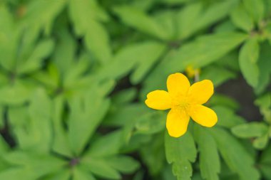 Bulanık çiçek arkaplanı. Dolu çiçekler ve orman ağacının ilk yaprakları. Bahar, ziyafet, kutlama ve güzel çiçek dekorasyonu konsepti. Yumuşak seçici bir odak ile yakın çekim. Ayarlanmış