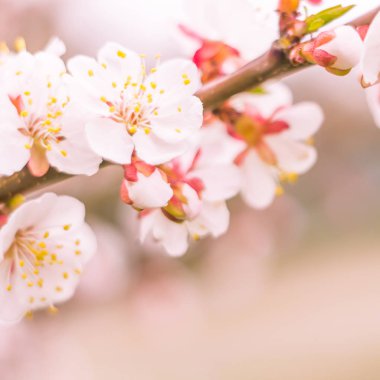 Bulanık çiçek arkaplanı. Dolu çiçekler ve orman ağacının ilk yaprakları. Bahar, ziyafet, kutlama ve güzel çiçek dekorasyonu konsepti. Yumuşak seçici odaklı yakın plan