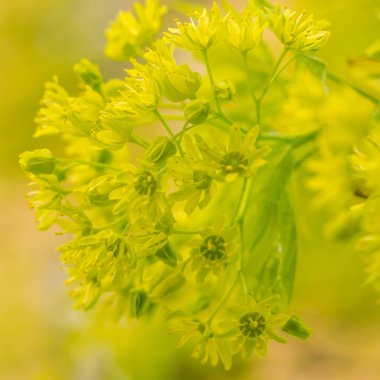 Bulanık çiçek arkaplanı. Dolu çiçekler ve orman ağacının ilk yaprakları. Bahar, ziyafet, kutlama ve güzel çiçek dekorasyonu konsepti. Yumuşak seçici odaklı yakın plan