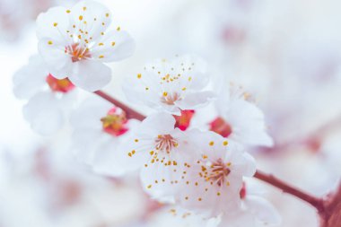 Bulanık çiçek arkaplanı. Dolu çiçekler ve orman ağacının ilk yaprakları. Bahar, ziyafet, kutlama ve güzel çiçek dekorasyonu konsepti. Yumuşak seçici bir odak ile yakın çekim. Ayarlanmış