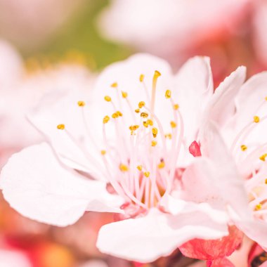 Bulanık çiçek arkaplanı. Dolu çiçekler ve orman ağacının ilk yaprakları. Bahar, ziyafet, kutlama ve güzel çiçek dekorasyonu konsepti. Yumuşak seçici odaklı yakın plan