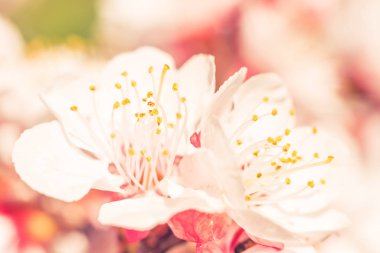 Bulanık çiçek arkaplanı. Dolu çiçekler ve orman ağacının ilk yaprakları. Bahar, ziyafet, kutlama ve güzel çiçek dekorasyonu konsepti. Yumuşak seçici bir odak ile yakın çekim. Ayarlanmış