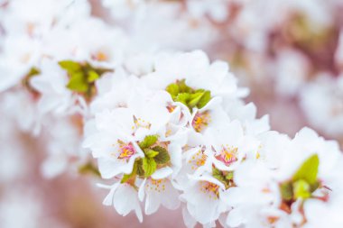 Bulanık çiçek arkaplanı. Dolu çiçekler ve orman ağacının ilk yaprakları. Bahar, ziyafet, kutlama ve güzel çiçek dekorasyonu konsepti. Yumuşak seçici bir odak ile yakın çekim. Ayarlanmış