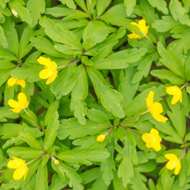 Bulanık çiçek arkaplanı. Dolu çiçekler ve orman ağacının ilk yaprakları. Bahar, ziyafet, kutlama ve güzel çiçek dekorasyonu konsepti. Yumuşak seçici odaklı yakın plan