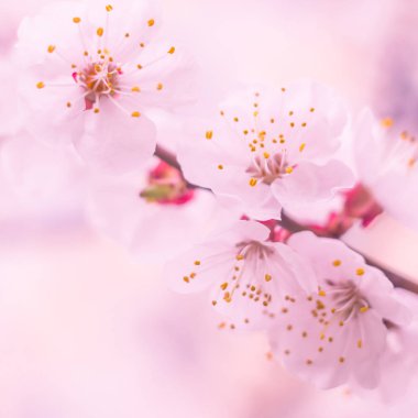 Bulanık çiçek arkaplanı. Dolu çiçekler ve orman ağacının ilk yaprakları. Bahar, ziyafet, kutlama ve güzel çiçek dekorasyonu konsepti. Yumuşak seçici bir odak ile yakın çekim. Ayarlanmış