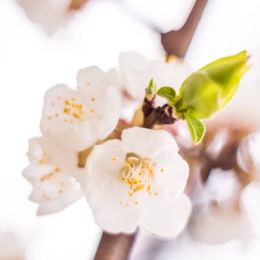 Bahar çiçek konsepti. Kayısı ağacının tam çiçeklenme. Soyut bulanık arka plan üzerinde güzel çiçek. Yumuşak seçici odakla yakın çekim.