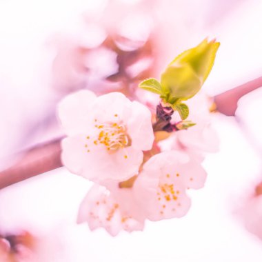 Bulanık çiçek arkaplanı. Dolu çiçekler ve orman ağacının ilk yaprakları. Bahar, ziyafet, kutlama ve güzel çiçek dekorasyonu konsepti. Yumuşak seçici bir odak ile yakın çekim. Ayarlanmış