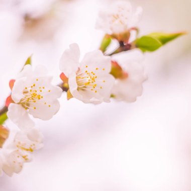 Bulanık çiçek arkaplanı. Dolu çiçekler ve orman ağacının ilk yaprakları. Bahar, ziyafet, kutlama ve güzel çiçek dekorasyonu konsepti. Yumuşak seçici odaklı yakın plan