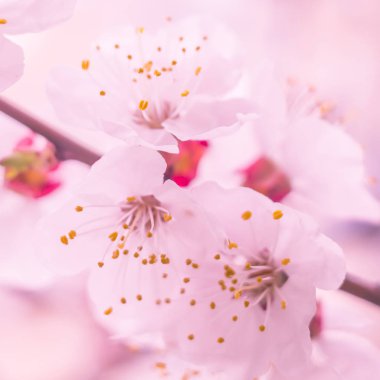 Bulanık çiçek arkaplanı. Dolu çiçekler ve orman ağacının ilk yaprakları. Bahar, ziyafet, kutlama ve güzel çiçek dekorasyonu konsepti. Yumuşak seçici bir odak ile yakın çekim. Ayarlanmış