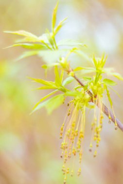 Bulanık çiçek arkaplanı. Dolu çiçekler ve orman ağacının ilk yaprakları. Bahar, ziyafet, kutlama ve güzel çiçek dekorasyonu konsepti. Yumuşak seçici bir odak ile yakın çekim. Ayarlanmış