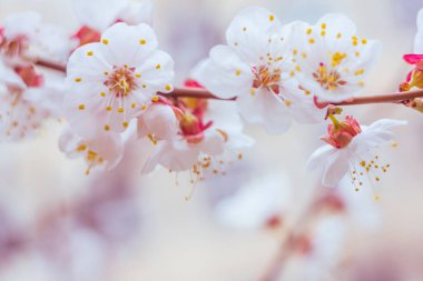 Bulanık çiçek arkaplanı. Dolu çiçekler ve orman ağacının ilk yaprakları. Bahar, ziyafet, kutlama ve güzel çiçek dekorasyonu konsepti. Yumuşak seçici bir odak ile yakın çekim. Ayarlanmış