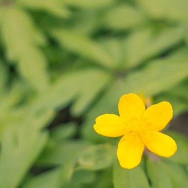 Bulanık çiçek arkaplanı. Dolu çiçekler ve orman ağacının ilk yaprakları. Bahar, ziyafet, kutlama ve güzel çiçek dekorasyonu konsepti. Yumuşak seçici bir odak ile yakın çekim. Ayarlanmış