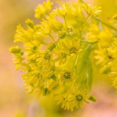 Bulanık çiçek arkaplanı. Dolu çiçekler ve orman ağacının ilk yaprakları. Bahar, ziyafet, kutlama ve güzel çiçek dekorasyonu konsepti. Yumuşak seçici bir odak ile yakın çekim. Ayarlanmış